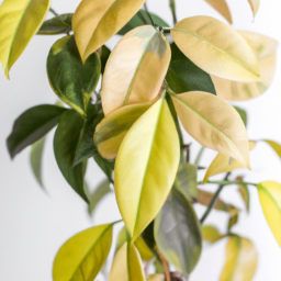 Easiest indoor plant