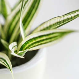 Easiest indoor plant