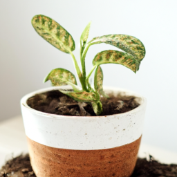 Easiest indoor plant to keep alive