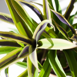 Easiest indoor plant to keep alive