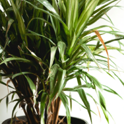 Easiest indoor trees to keep alive