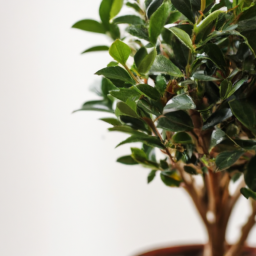 Easiest indoor trees to keep alive