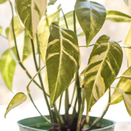 Easiest plant to care for