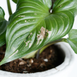 Easiest plant to grow at home