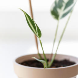 Easiest plant to grow at home